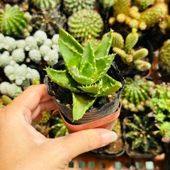 CÂY XƯƠNG RỒNG MINI ĐỒNG GIÁ, Size bé 3~5cm, NHIỀU LOẠI cây trang trí bàn, lọc không khí, dễ trồng, Cây Tươi Nguyên