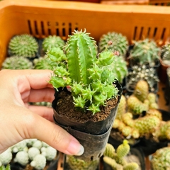 CÂY XƯƠNG RỒNG MINI ĐỒNG GIÁ, Size bé 3~5cm, NHIỀU LOẠI cây trang trí bàn, lọc không khí, dễ trồng, Cây Tươi Nguyên