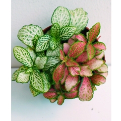 [Mua 2 giảm 15K ship] CÂY CẨM NHUNG FITTONIA (cây may mắn), (cao 5cm), cây phong thủy hút tài lộc để bàn mini GIÁ RẺ, lọc không khí, Cây Tươi Nguyên CTN0140