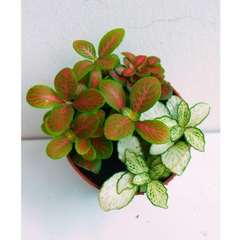 [Mua 2 giảm 15K ship] CÂY CẨM NHUNG FITTONIA (cây may mắn), (cao 5cm), cây phong thủy hút tài lộc để bàn mini GIÁ RẺ, lọc không khí, Cây Tươi Nguyên CTN0140