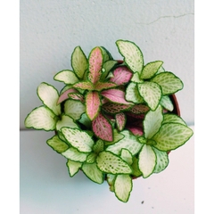 [Mua 2 giảm 15K ship] CÂY CẨM NHUNG FITTONIA (cây may mắn), (cao 5cm), cây phong thủy hút tài lộc để bàn mini GIÁ RẺ, lọc không khí, Cây Tươi Nguyên CTN0140