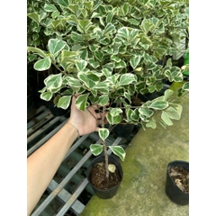 CÂY ĐA TAM PHÚC LÁ TIM ,(cao 30 cm), cây cảnh Trong nhà, kiểng lá mini để bàn Văn phòng đẹp, hợp Phong thuỷ, GIÁ RẺ, lọc không khí, Cây Tươi Nguyên CTN1330