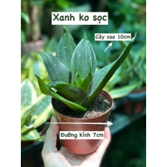 CÂY LƯỠI HỔ BÚP SEN, (cao 10cm), Màu Vàng cây cảnh Trong nhà, kiểng lá mini để bàn Văn phòng đẹp, GIÁ RẺ, Cây Tươi Nguyên