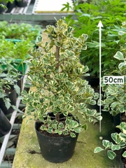 [HOẢ TỐC] CHẬU CÂY ĐA TAM PHÚC LÁ TIM Size lớn (50cm), lá sum suê, cây cảnh decor, cây trang trí, Cây Tươi Nguyên