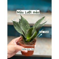 CÂY LƯỠI HỔ BÚP SEN, (cao 10cm), Màu Vàng cây cảnh Trong nhà, kiểng lá mini để bàn Văn phòng đẹp, GIÁ RẺ, Cây Tươi Nguyên