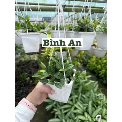 [CHẬU TRE0] CÂY LAN NÚT ÁO (LAN HẠT NGỌC)  ,(cao 5cm), cây cảnh Trong nhà, kiểng lá mini để bàn Văn phòng đẹp, GIÁ RẺ, lọc không khí, Cây Tươi Nguyên CTN1566