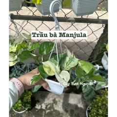 [CHẬU TRE0] CÂY LAN NÚT ÁO (LAN HẠT NGỌC)  ,(cao 5cm), cây cảnh Trong nhà, kiểng lá mini để bàn Văn phòng đẹp, GIÁ RẺ, lọc không khí, Cây Tươi Nguyên CTN1566