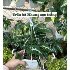 [CHẬU TRE0] CÂY LAN NÚT ÁO (LAN HẠT NGỌC)  ,(cao 5cm), cây cảnh Trong nhà, kiểng lá mini để bàn Văn phòng đẹp, GIÁ RẺ, lọc không khí, Cây Tươi Nguyên CTN1566