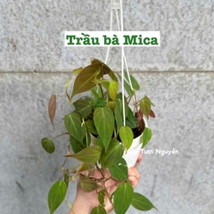 [CHẬU TRE0] CÂY LAN NÚT ÁO (LAN HẠT NGỌC)  ,(cao 5cm), cây cảnh Trong nhà, kiểng lá mini để bàn Văn phòng đẹp, GIÁ RẺ, lọc không khí, Cây Tươi Nguyên CTN1566