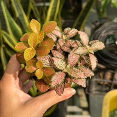 [Mua 2 giảm 15K ship] CÂY CẨM NHUNG FITTONIA (cây may mắn), (cao 5cm), cây phong thủy hút tài lộc để bàn mini GIÁ RẺ, lọc không khí, Cây Tươi Nguyên CTN0140