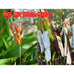 [CHỈ HOẢ TỐC] CÂY CHUỐI THIÊN ĐIỂU (MỎ KÉT) ,(cao 80-100cm), cây cảnh decor, cây trang trí nhà nội thất, khoẻ đẹp