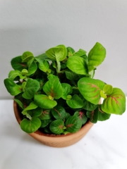 [Mua 2 giảm 15K ship] CÂY CẨM NHUNG FITTONIA (cây may mắn), (cao 5cm), cây phong thủy hút tài lộc để bàn mini GIÁ RẺ, lọc không khí, Cây Tươi Nguyên CTN0140