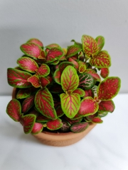 [Mua 2 giảm 15K ship] CÂY CẨM NHUNG FITTONIA (cây may mắn), (cao 5cm), cây phong thủy hút tài lộc để bàn mini GIÁ RẺ, lọc không khí, Cây Tươi Nguyên CTN0140