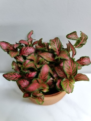 [Mua 2 giảm 15K ship] CÂY CẨM NHUNG FITTONIA (cây may mắn), (cao 5cm), cây phong thủy hút tài lộc để bàn mini GIÁ RẺ, lọc không khí, Cây Tươi Nguyên CTN0140