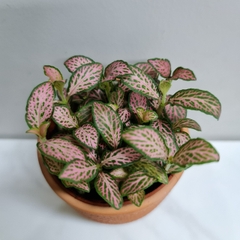 [Mua 2 giảm 15K ship] CÂY CẨM NHUNG FITTONIA (cây may mắn), (cao 5cm), cây phong thủy hút tài lộc để bàn mini GIÁ RẺ, lọc không khí, Cây Tươi Nguyên CTN0140