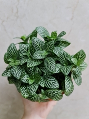 [Mua 2 giảm 15K ship] CÂY CẨM NHUNG FITTONIA (cây may mắn), (cao 5cm), cây phong thủy hút tài lộc để bàn mini GIÁ RẺ, lọc không khí, Cây Tươi Nguyên CTN0140
