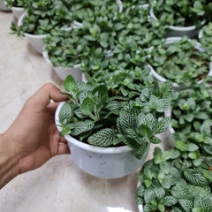 [Mua 2 giảm 15K ship] CÂY CẨM NHUNG FITTONIA (cây may mắn), (cao 5cm), cây phong thủy hút tài lộc để bàn mini GIÁ RẺ, lọc không khí, Cây Tươi Nguyên CTN0140