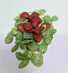 [Mua 2 giảm 15K ship] CÂY CẨM NHUNG FITTONIA (cây may mắn), (cao 5cm), cây phong thủy hút tài lộc để bàn mini GIÁ RẺ, lọc không khí, Cây Tươi Nguyên CTN0140