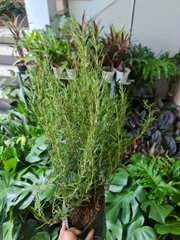 GIỐNG CÂY HƯƠNG THẢO (Rosemary), (cao 15-20cm), thuần khí hậu nóng Sài Gòn, cây hương liệu, Cây Tươi Nguyên CTN0750