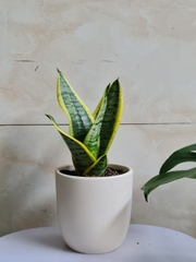 CHẬU TRỨNG ĐẤT NUNG (14*13.5cm) (1 chậu), gốm đất nung, chậu cây mini, sen đá, xương rồng Cây Tươi Nguyên CTN0970