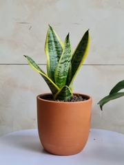 CHẬU TRỨNG ĐẤT NUNG (14*13.5cm) (1 chậu), gốm đất nung, chậu cây mini, sen đá, xương rồng Cây Tươi Nguyên CTN0970