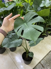 CÂY TRẦU BÀ LÁ XẺ NAM MỸ (MONSTERA) 3 Size,(cao 40-50cm), cây phong thủy hút tài lộc để bàn mini GIÁ RẺ, lọc không khí, Cây Tươi Nguyên CTN0890