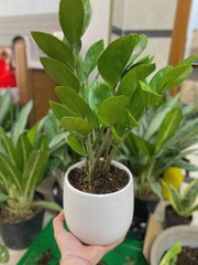 CÂY KIM TIỀN SIZE NHỎ để bàn ,(cao 20-25cm), cây cảnh Trong nhà, kiểng lá mini để bàn Văn phòng, hợp Phong thuỷ, GIÁ RẺ