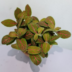 [Mua 2 giảm 15K ship] CÂY CẨM NHUNG FITTONIA (cây may mắn), (cao 5cm), cây phong thủy hút tài lộc để bàn mini GIÁ RẺ, lọc không khí, Cây Tươi Nguyên CTN0140