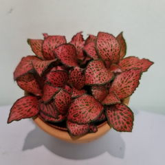 [Mua 2 giảm 15K ship] CÂY CẨM NHUNG FITTONIA (cây may mắn), (cao 5cm), cây phong thủy hút tài lộc để bàn mini GIÁ RẺ, lọc không khí, Cây Tươi Nguyên CTN0140