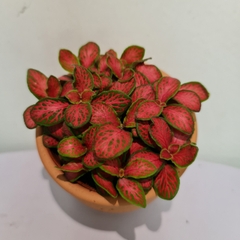 [Mua 2 giảm 15K ship] CÂY CẨM NHUNG FITTONIA (cây may mắn), (cao 5cm), cây phong thủy hút tài lộc để bàn mini GIÁ RẺ, lọc không khí, Cây Tươi Nguyên CTN0140