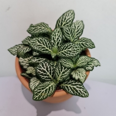 [Mua 2 giảm 15K ship] CÂY CẨM NHUNG FITTONIA (cây may mắn), (cao 5cm), cây phong thủy hút tài lộc để bàn mini GIÁ RẺ, lọc không khí, Cây Tươi Nguyên CTN0140
