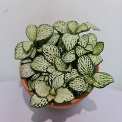 [Mua 2 giảm 15K ship] CÂY CẨM NHUNG FITTONIA (cây may mắn), (cao 5cm), cây phong thủy hút tài lộc để bàn mini GIÁ RẺ, lọc không khí, Cây Tươi Nguyên CTN0140