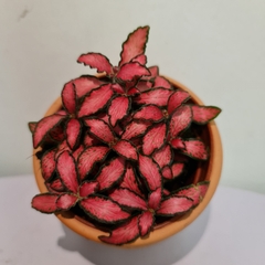 [Mua 2 giảm 15K ship] CÂY CẨM NHUNG FITTONIA (cây may mắn), (cao 5cm), cây phong thủy hút tài lộc để bàn mini GIÁ RẺ, lọc không khí, Cây Tươi Nguyên CTN0140