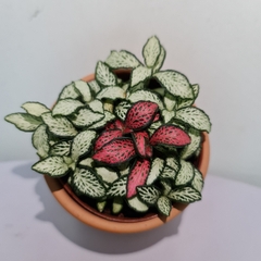 [Mua 2 giảm 15K ship] CÂY CẨM NHUNG FITTONIA (cây may mắn), (cao 5cm), cây phong thủy hút tài lộc để bàn mini GIÁ RẺ, lọc không khí, Cây Tươi Nguyên CTN0140