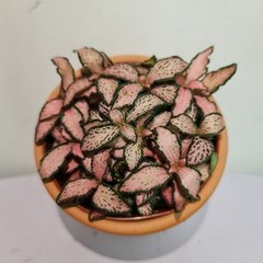 [Mua 2 giảm 15K ship] CÂY CẨM NHUNG FITTONIA (cây may mắn), (cao 5cm), cây phong thủy hút tài lộc để bàn mini GIÁ RẺ, lọc không khí, Cây Tươi Nguyên CTN0140