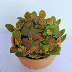 [Mua 2 giảm 15K ship] CÂY CẨM NHUNG FITTONIA (cây may mắn), (cao 5cm), cây phong thủy hút tài lộc để bàn mini GIÁ RẺ, lọc không khí, Cây Tươi Nguyên CTN0140