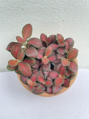 [Mua 2 giảm 15K ship] CÂY CẨM NHUNG FITTONIA (cây may mắn), (cao 5cm), cây phong thủy hút tài lộc để bàn mini GIÁ RẺ, lọc không khí, Cây Tươi Nguyên CTN0140