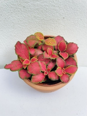 [Mua 2 giảm 15K ship] CÂY CẨM NHUNG FITTONIA (cây may mắn), (cao 5cm), cây phong thủy hút tài lộc để bàn mini GIÁ RẺ, lọc không khí, Cây Tươi Nguyên CTN0140