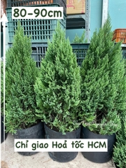 [GIAO HOẢ TỐC] CÂY SƠN TÙNG, (cao 30-40cm), Có bán kèm set trang trí 11 món cực xinh, cây Noel mini, cây Noel thật để bàn, cây Giáng sinh, Cây Tươi Nguyên CTN0720