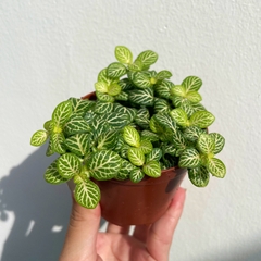 [Mua 2 giảm 15K ship] CÂY CẨM NHUNG FITTONIA (cây may mắn), (cao 5cm), cây phong thủy hút tài lộc để bàn mini GIÁ RẺ, lọc không khí, Cây Tươi Nguyên CTN0140