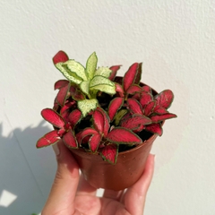 [Mua 2 giảm 15K ship] CÂY CẨM NHUNG FITTONIA (cây may mắn), (cao 5cm), cây phong thủy hút tài lộc để bàn mini GIÁ RẺ, lọc không khí, Cây Tươi Nguyên CTN0140