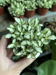 [Mua 2 giảm 15K ship] CÂY CẨM NHUNG FITTONIA (cây may mắn), (cao 5cm), cây phong thủy hút tài lộc để bàn mini GIÁ RẺ, lọc không khí, Cây Tươi Nguyên CTN0140