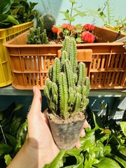 CÂY XƯƠNG RỒNG MINI ĐỒNG GIÁ, Size bé 3~5cm, NHIỀU LOẠI cây trang trí bàn, lọc không khí, dễ trồng, Cây Tươi Nguyên