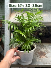 [Mua 2 giảm 15K ship] CÂY CAU TIỂU TRÂM, (cao 15cm), cây phong thủy hút tài lộc để bàn mini GIÁ RẺ, lọc không khí, Cây Tươi Nguyên CTN0010