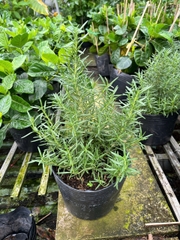 GIỐNG CÂY HƯƠNG THẢO (Rosemary), (cao 15-20cm), thuần khí hậu nóng Sài Gòn, cây hương liệu, Cây Tươi Nguyên CTN0750