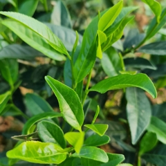 Trà Móc Câu Thái Nguyên – Thượng hạng – 200g