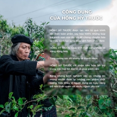 HỒNG TRÀ HỒNG HỶ THƯỚC YÊN BÁI SHAN TUYẾT CỔ