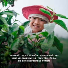 LỤC TRÀ VẠN TINH CỔ THỤ TÂM ĐẠO QUÁN TRÀ CỔ THỤ YÊN BÁI
