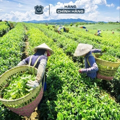 TRÀ OOLONG TÚI LỌC MOHODO