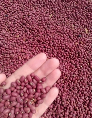 Đậu đỏ hạt nhỏ